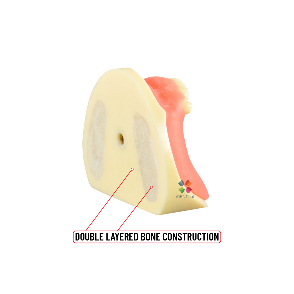 iDENTical Dental Implant Practicing Model Mandible M2009