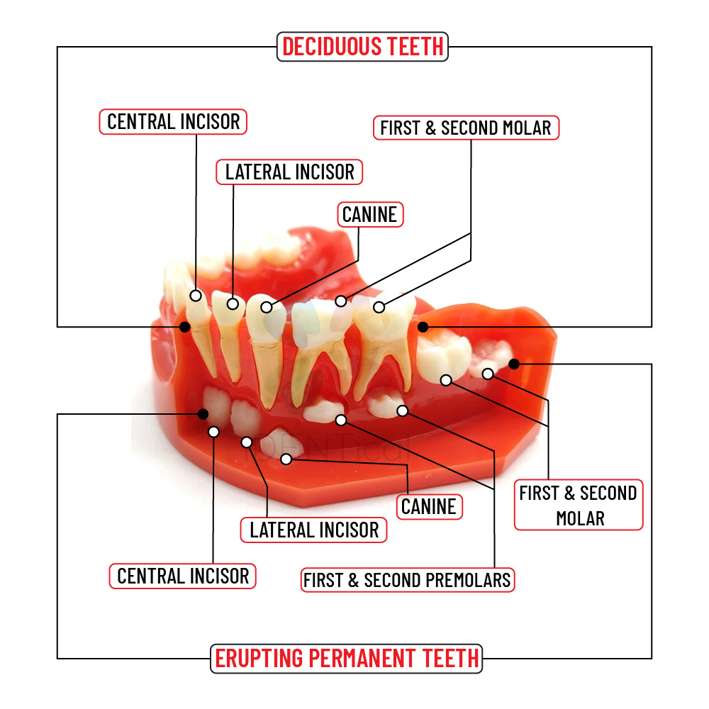 iDENTical Pediatric Development Model Age 3-6 M7011