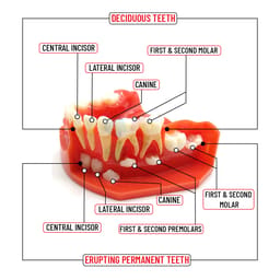 iDENTical Pediatric Development Model Age 3-6 M7011 - 8