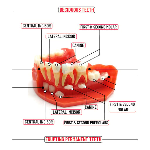iDENTical Pediatric Development Model Age 3-6 M7011