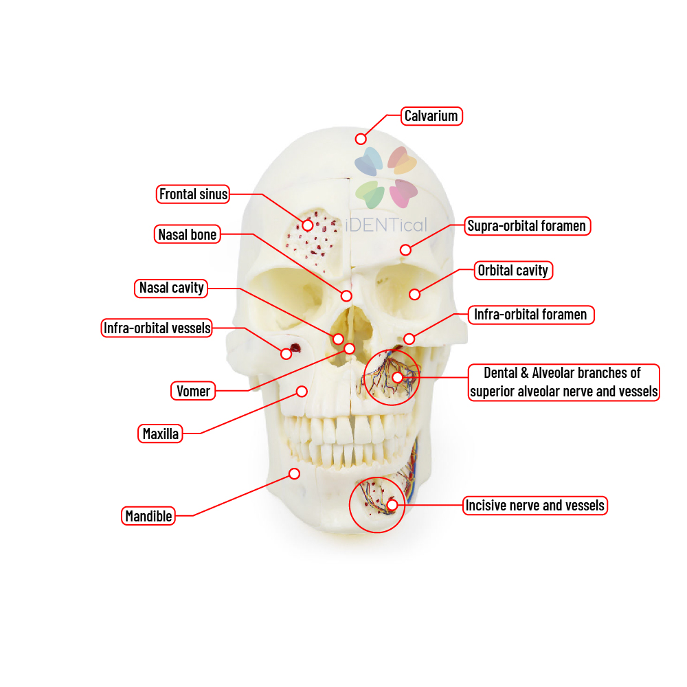 iDENTical Skull Education Model (M5007)