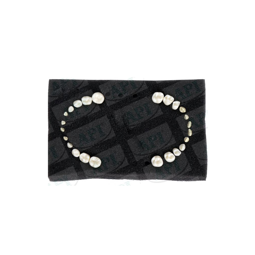 API Typodont Teeth Set of 24 with Screw - NZ (PEDO)