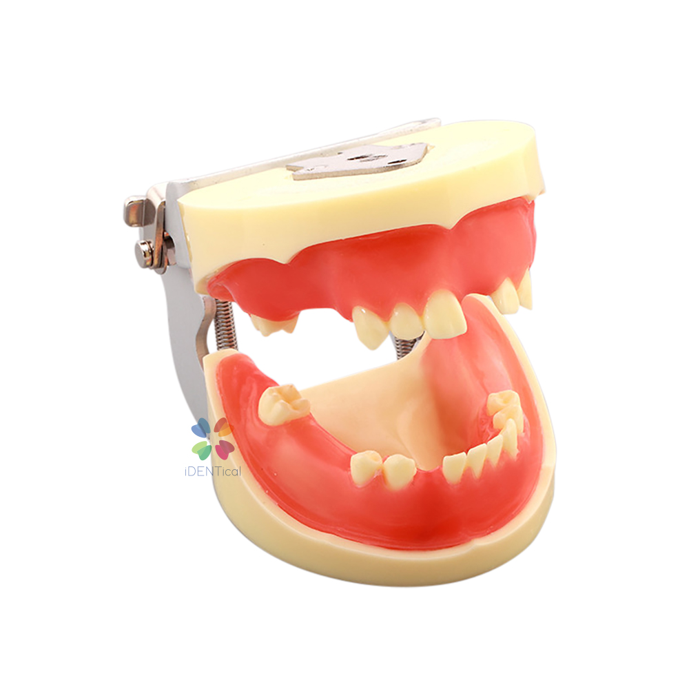 iDENTical Dental Implant Practicing Model With Articulator - M2002