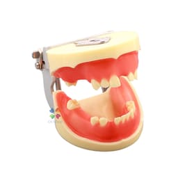 iDENTical Dental Implant Practicing Model With Articulator - M2002 - 2