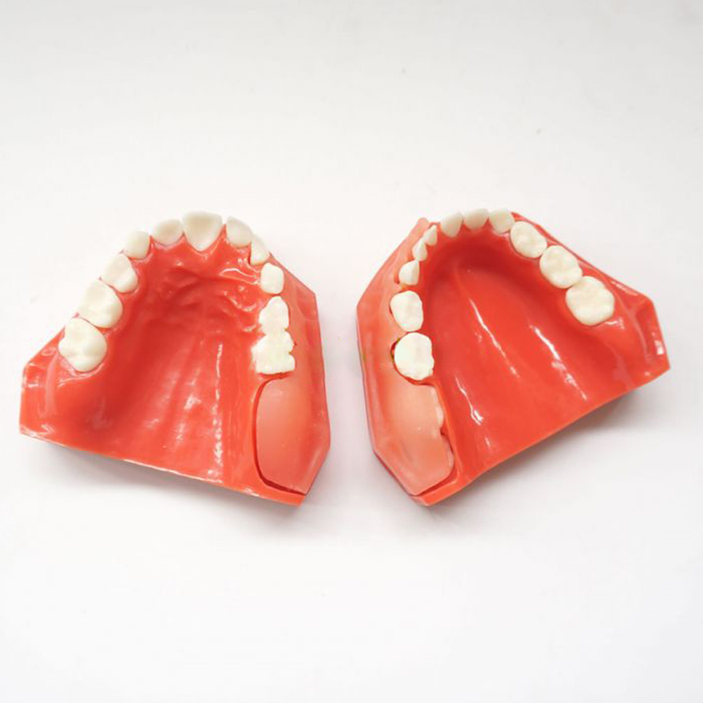 iDENTical Pediatric Development Model Age 5-9 M7012