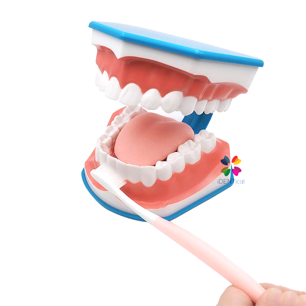 iDENTical Big Brushing Model With Tongue For Patient Education MD-101