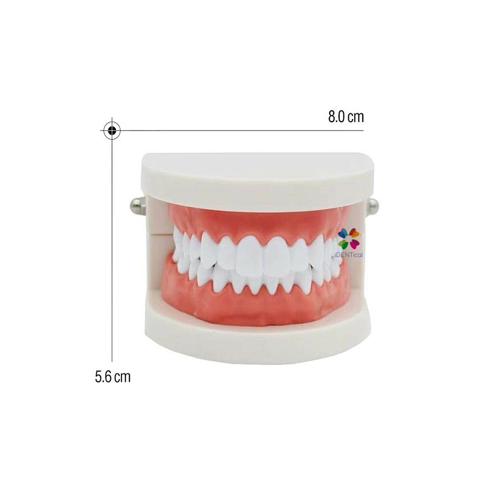 iDENTical Dental Model For Patient Education MD-105