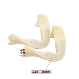 iDENTical Implant Practice Mandible Jaw Model M2025 (1 Piece) - 4