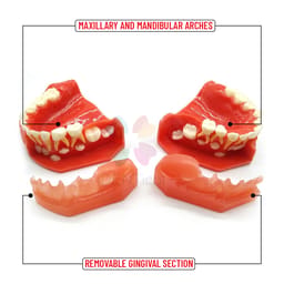 iDENTical Pediatric Development Model Age 3-6 M7011 - 9