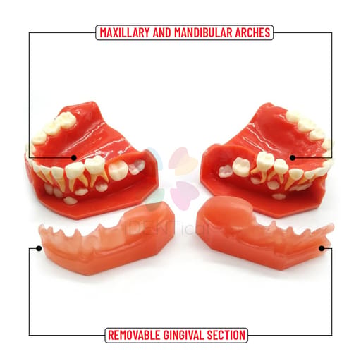 iDENTical Pediatric Development Model Age 3-6 M7011