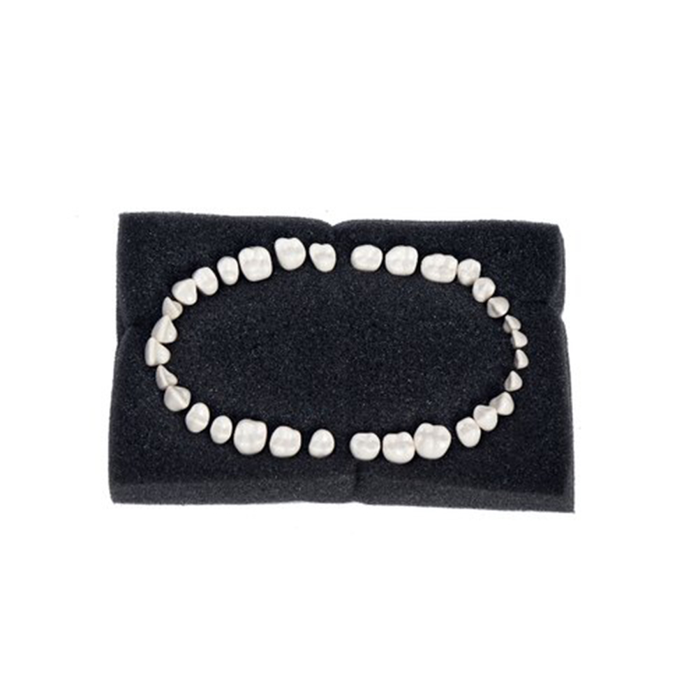 API Typodont Teeth Set of 32 with Screw - B561