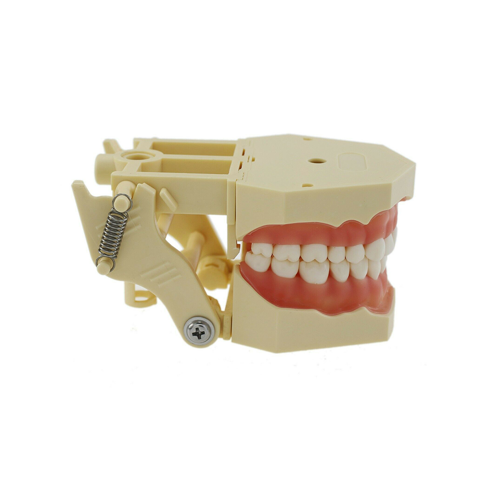 iDENTical Frasaco Type Typodont Jaw Set