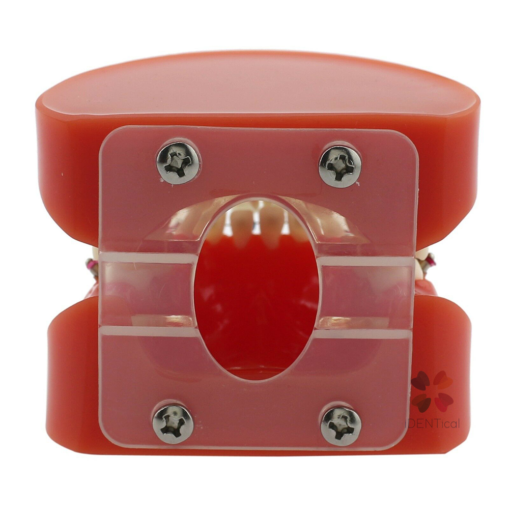 iDENTical Dental Orthodontic Models M3005