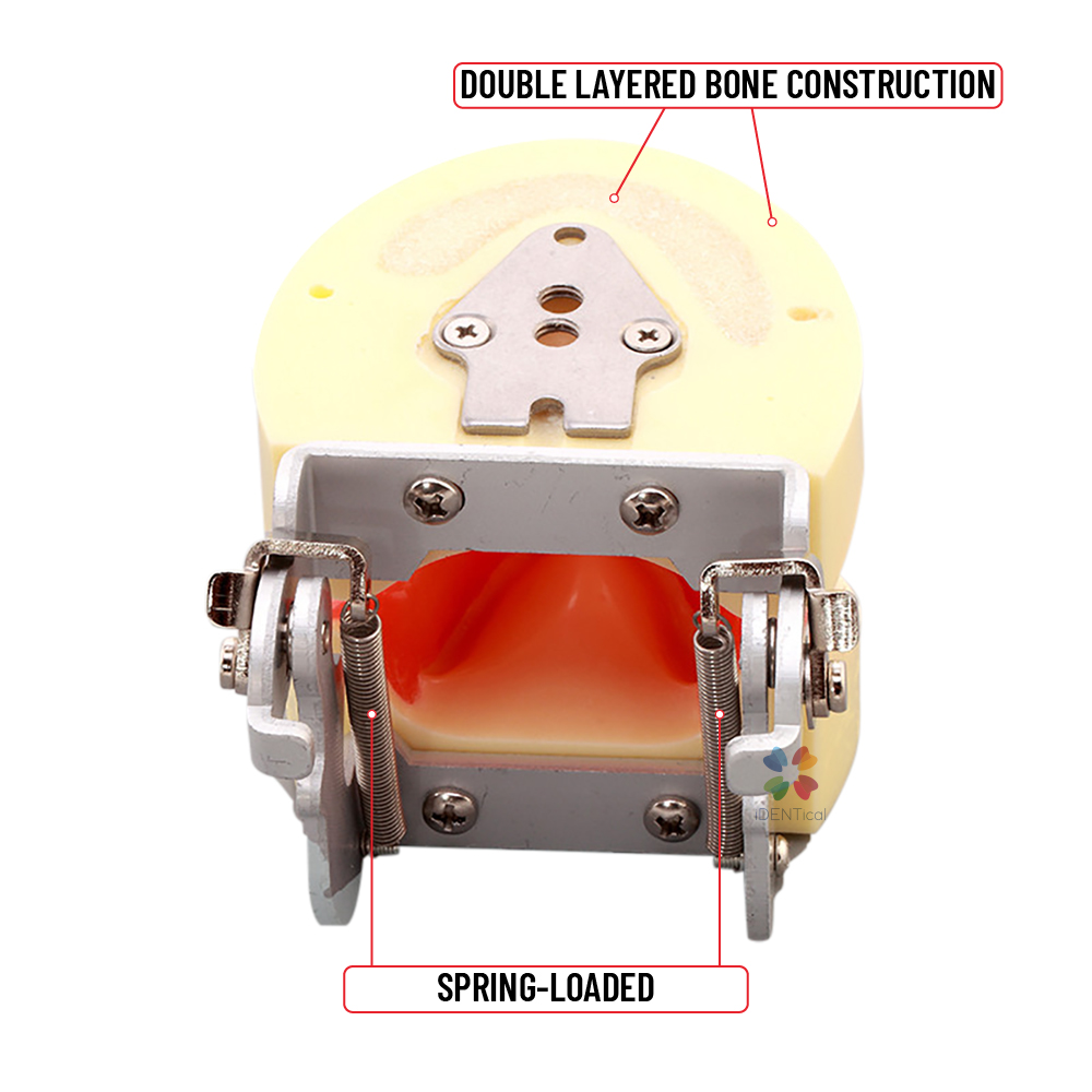 iDENTical Dental Implant Practicing Model With Articulator - M2002