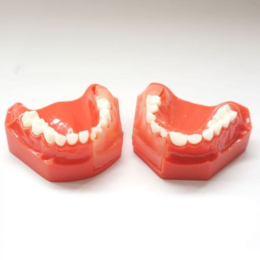 iDENTical Pediatric Development Model Age 5-9 M7012