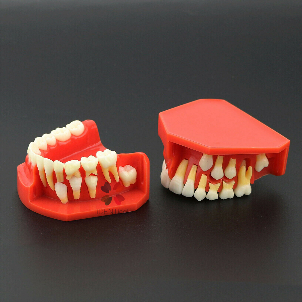 iDENTical Pediatric Development Model Age 9-12 M7013