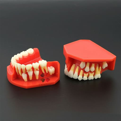 iDENTical Pediatric Development Model Age 9-12 M7013