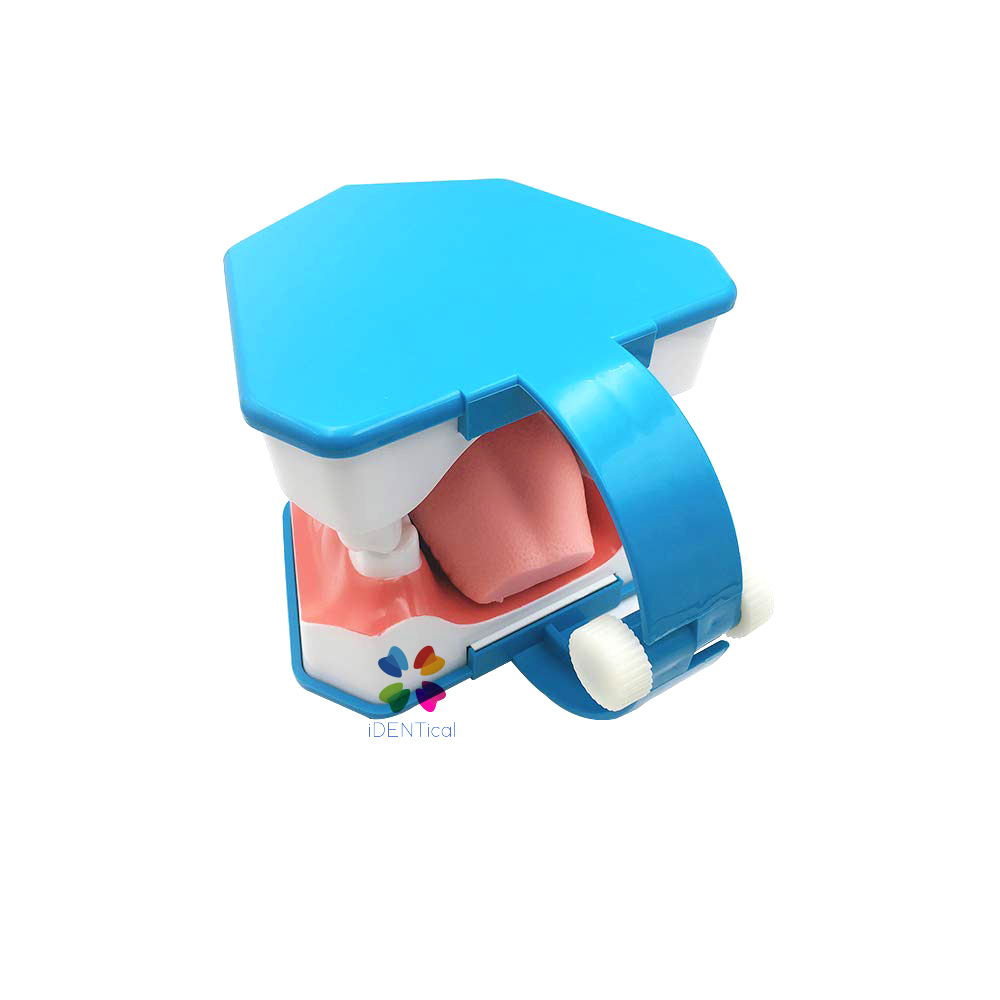 iDENTical Big Brushing Model With Tongue For Patient Education MD-101