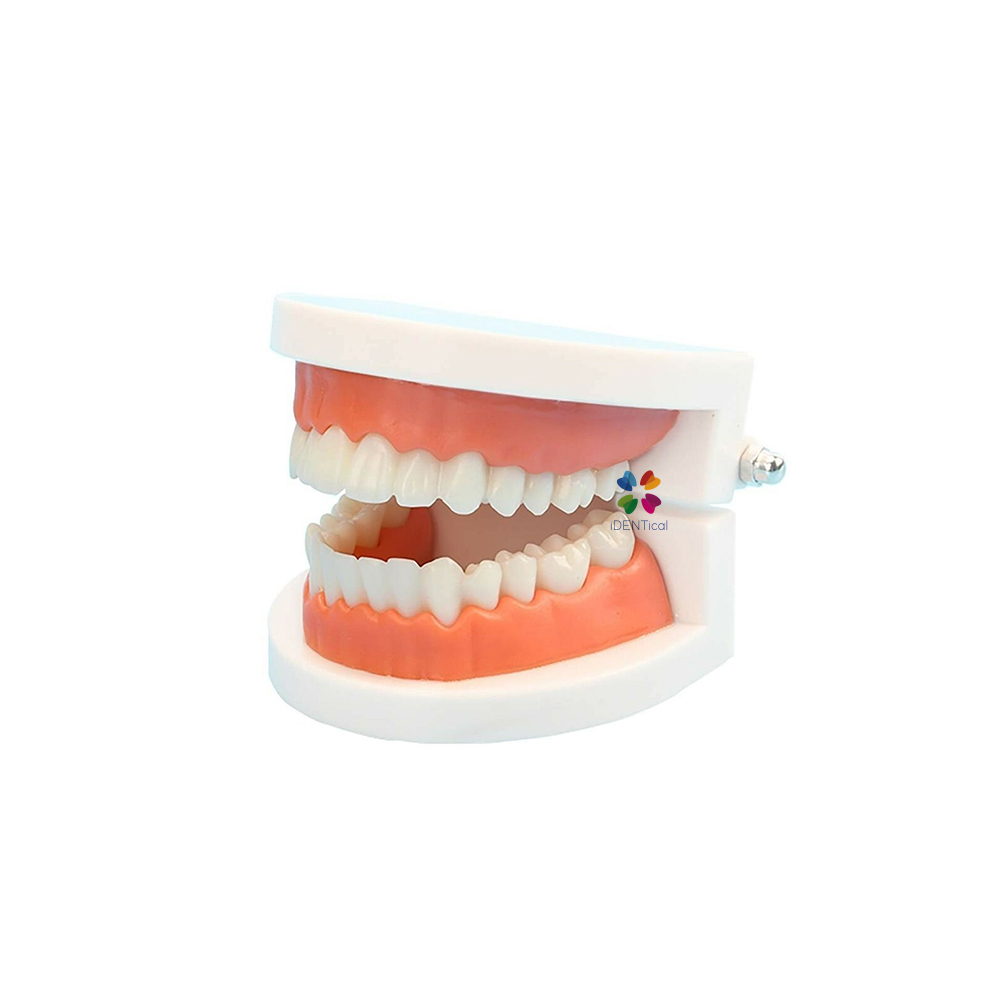 iDENTical Dental Model For Patient Education MD-105