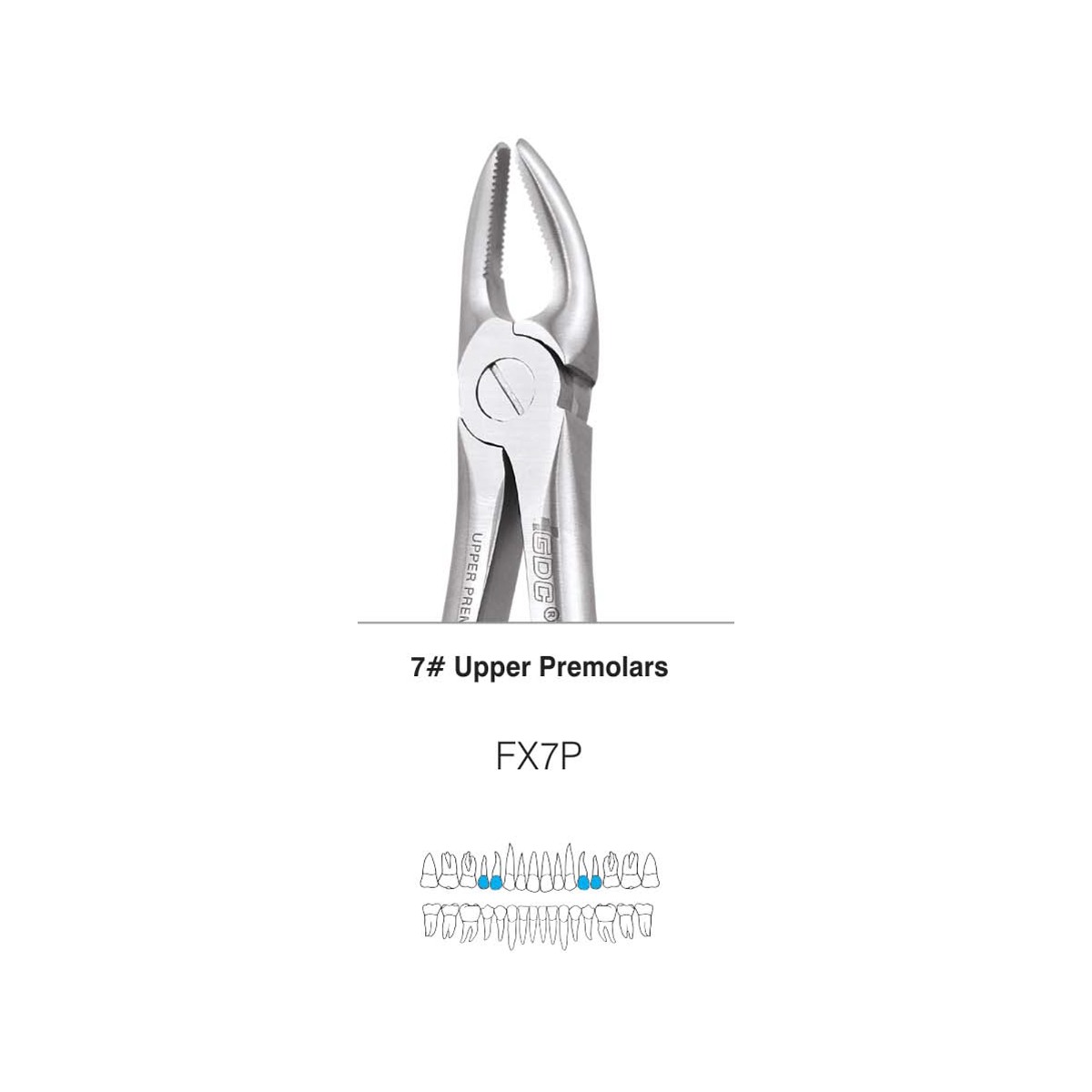 GDC Extraction Forceps S/12 With Cassette Instruments Kit (EFPWC12)