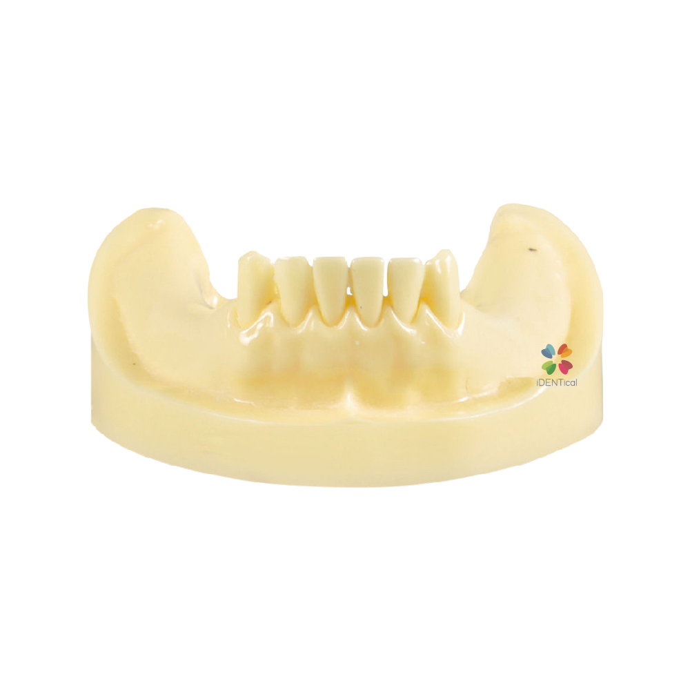 iDENTical Dental Implant Practicing Model Mandible M2009