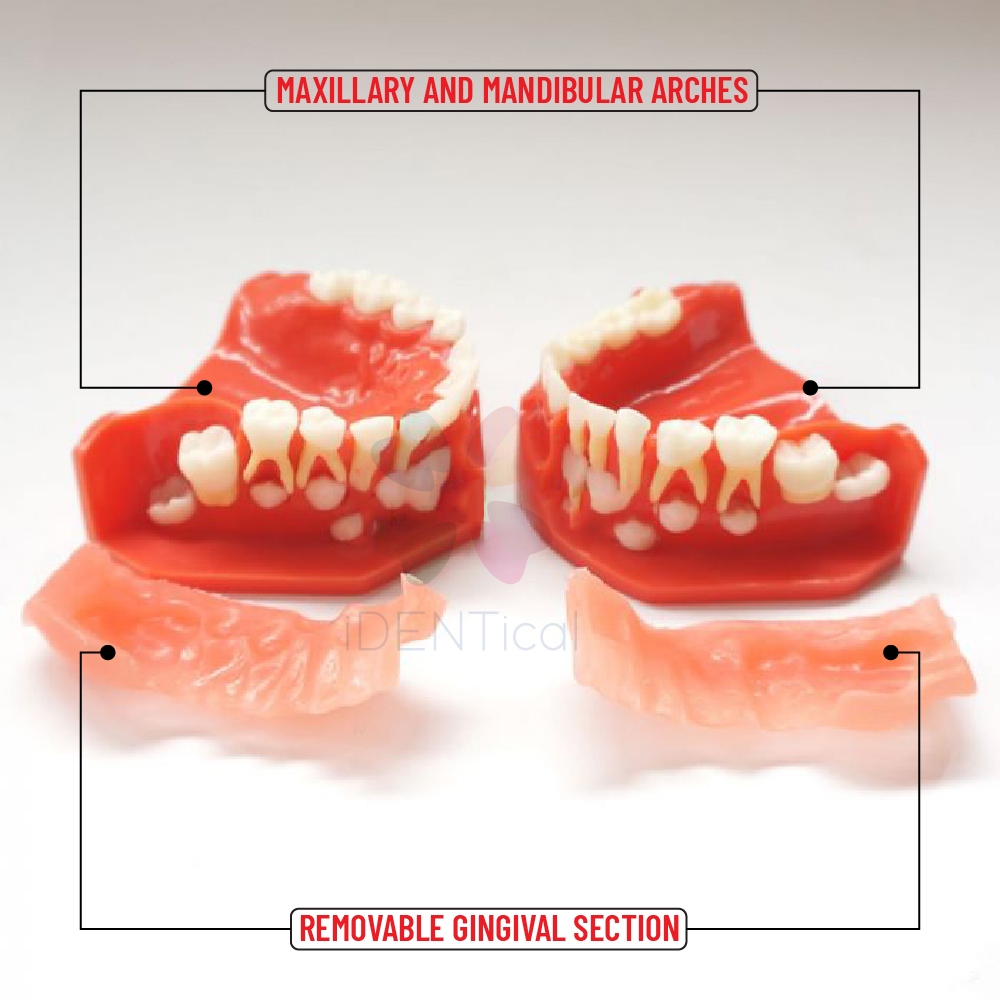 iDENTical Pediatric Development Model Age 5-9 M7012