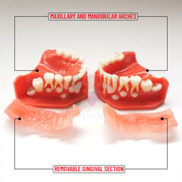 iDENTical Pediatric Development Model Age 5-9 M7012 - 6