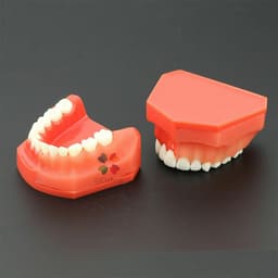 iDENTical Pediatric Development Model Age 9-12 M7013 - 7