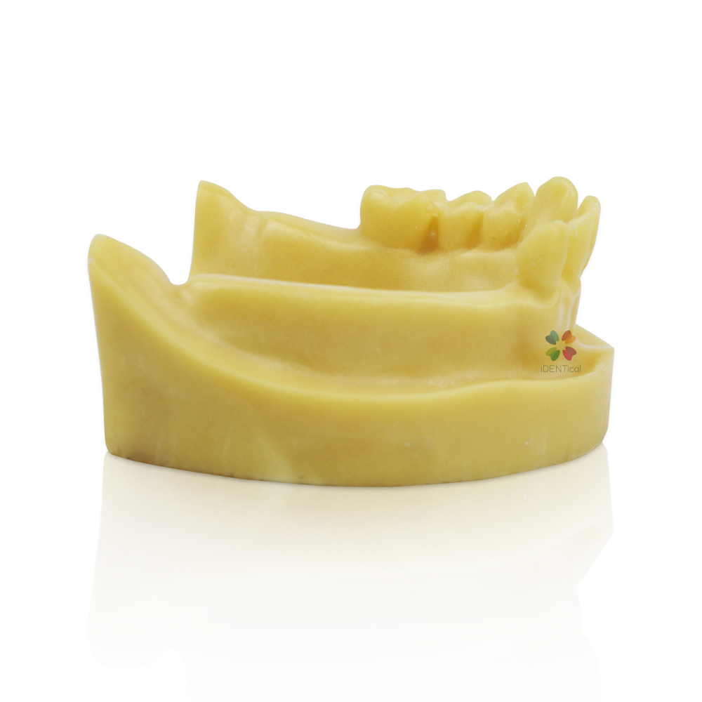 iDENTical Mandibular Implant Practicing Model M2028