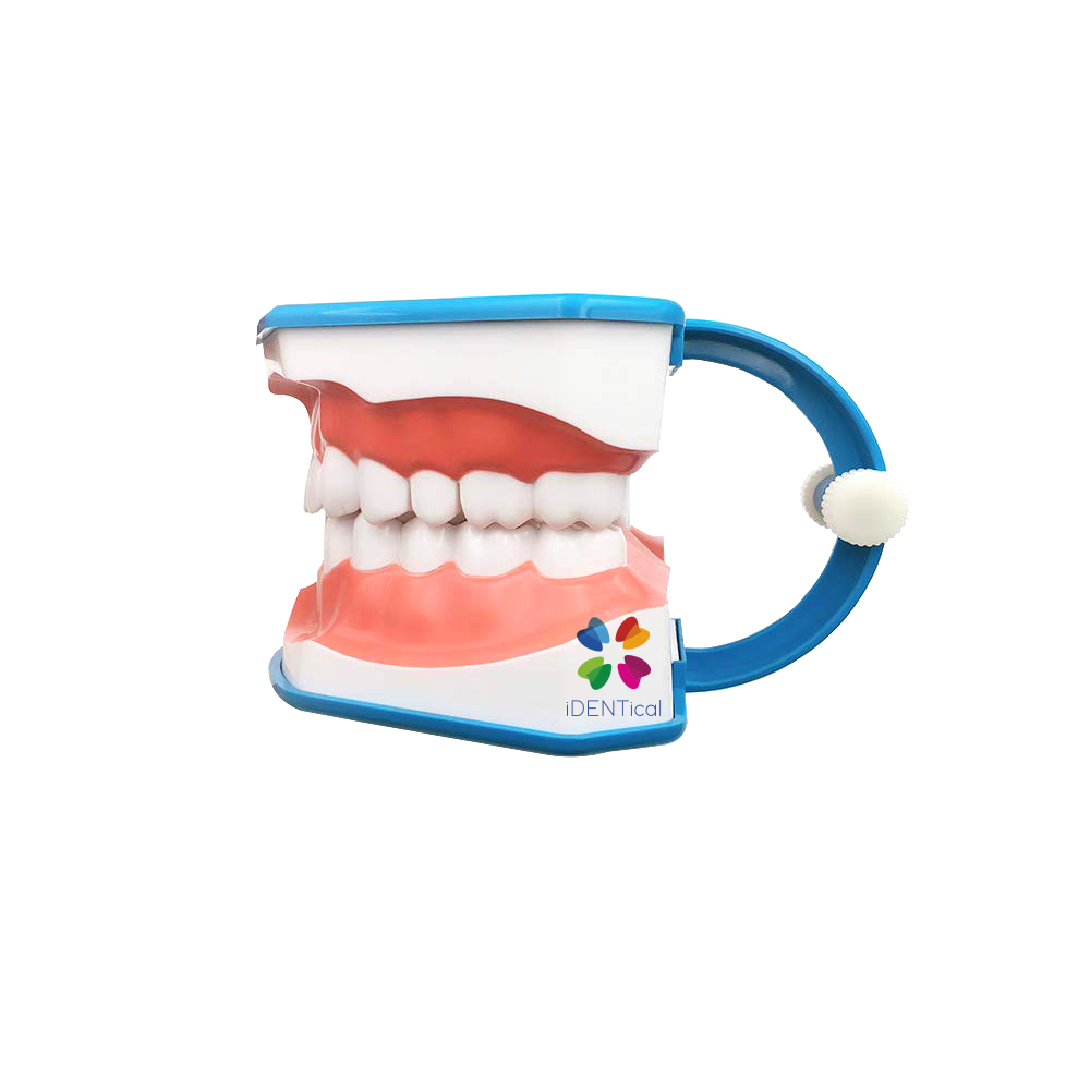 iDENTical Big Brushing Model With Tongue For Patient Education MD-101