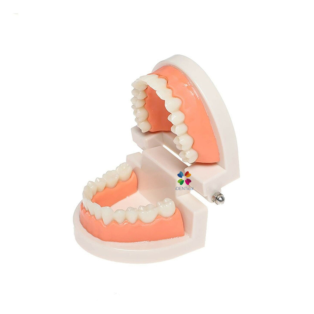 iDENTical Dental Model For Patient Education MD-105