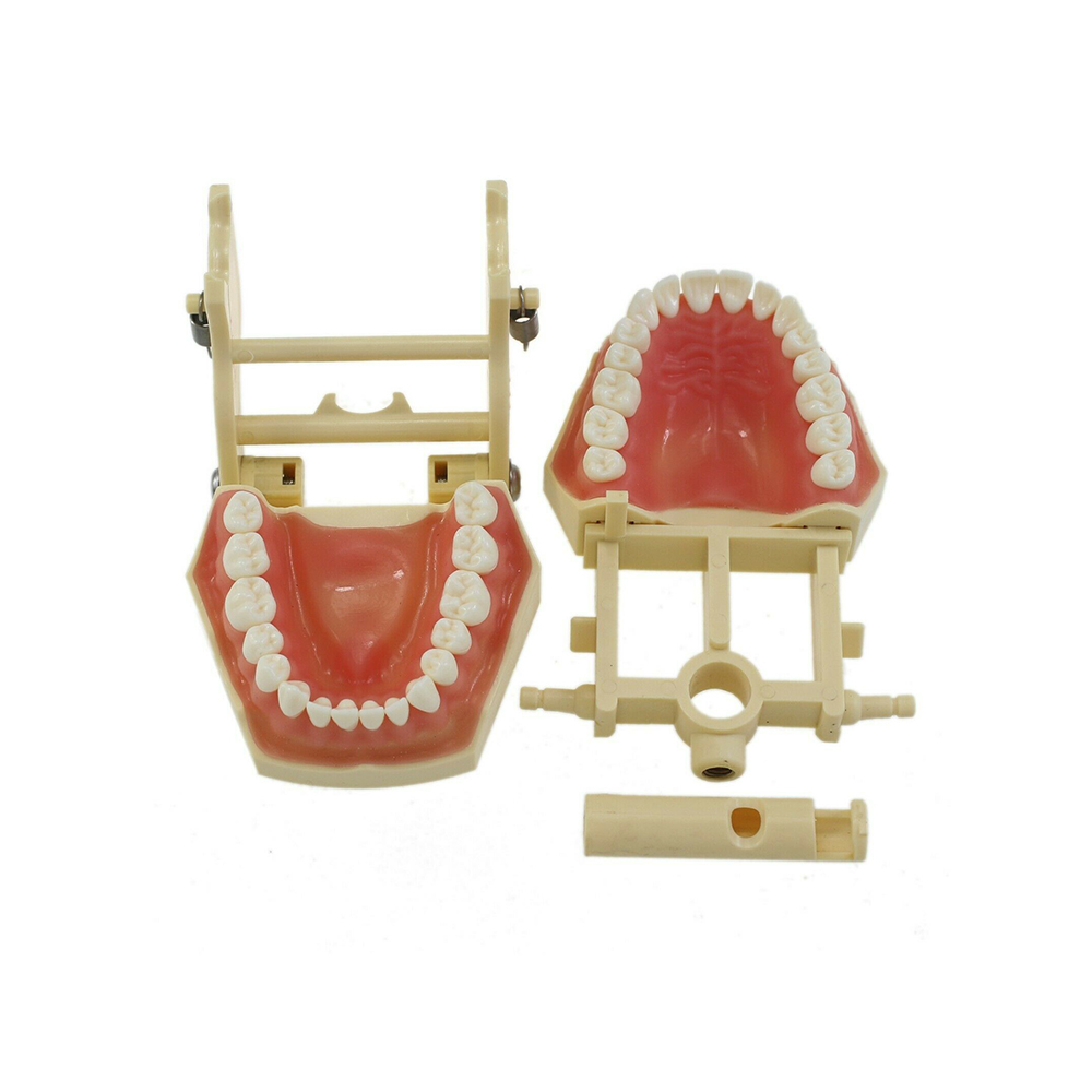 iDENTical Frasaco Type Typodont Jaw Set