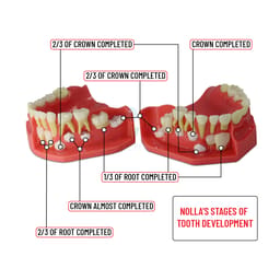 iDENTical Pediatric Development Model Age 5-9 M7012 - 7
