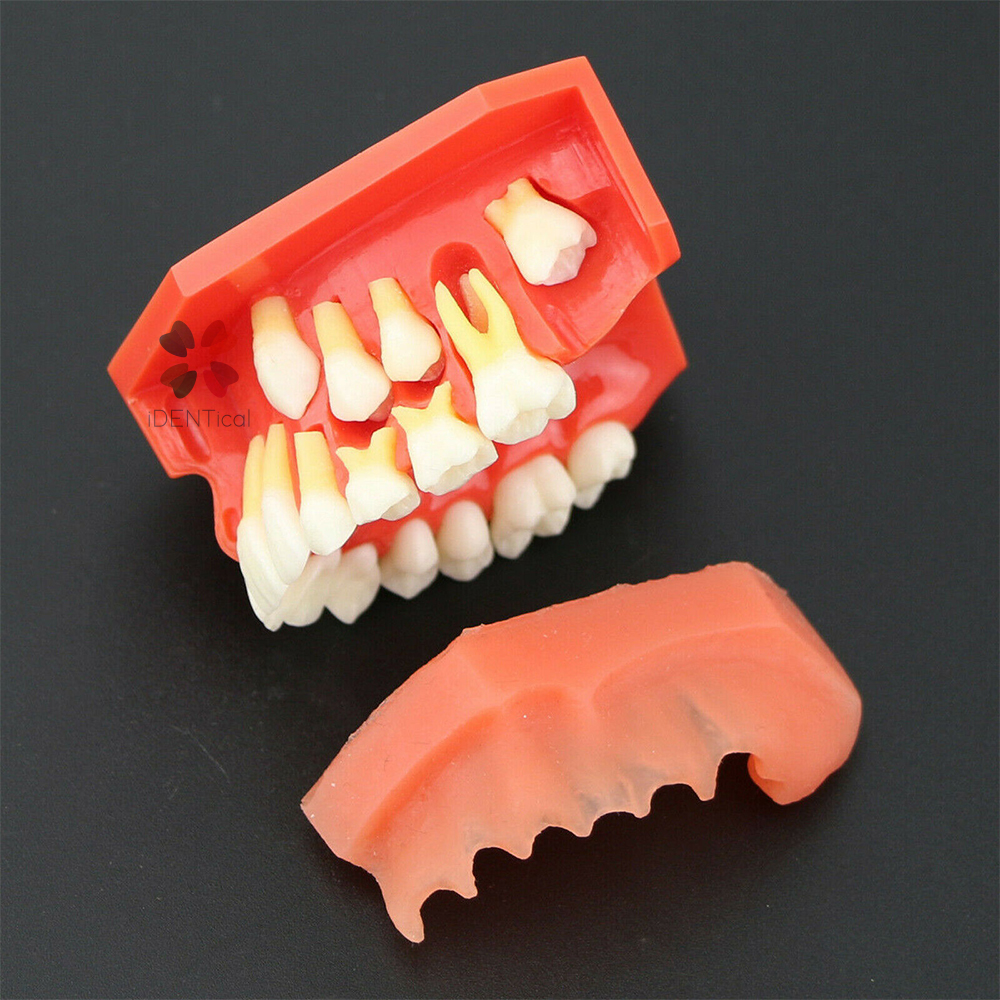 iDENTical Pediatric Development Model Age 9-12 M7013