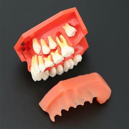 iDENTical Pediatric Development Model Age 9-12 M7013 - 8