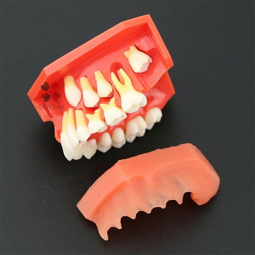 iDENTical Pediatric Development Model Age 9-12 M7013