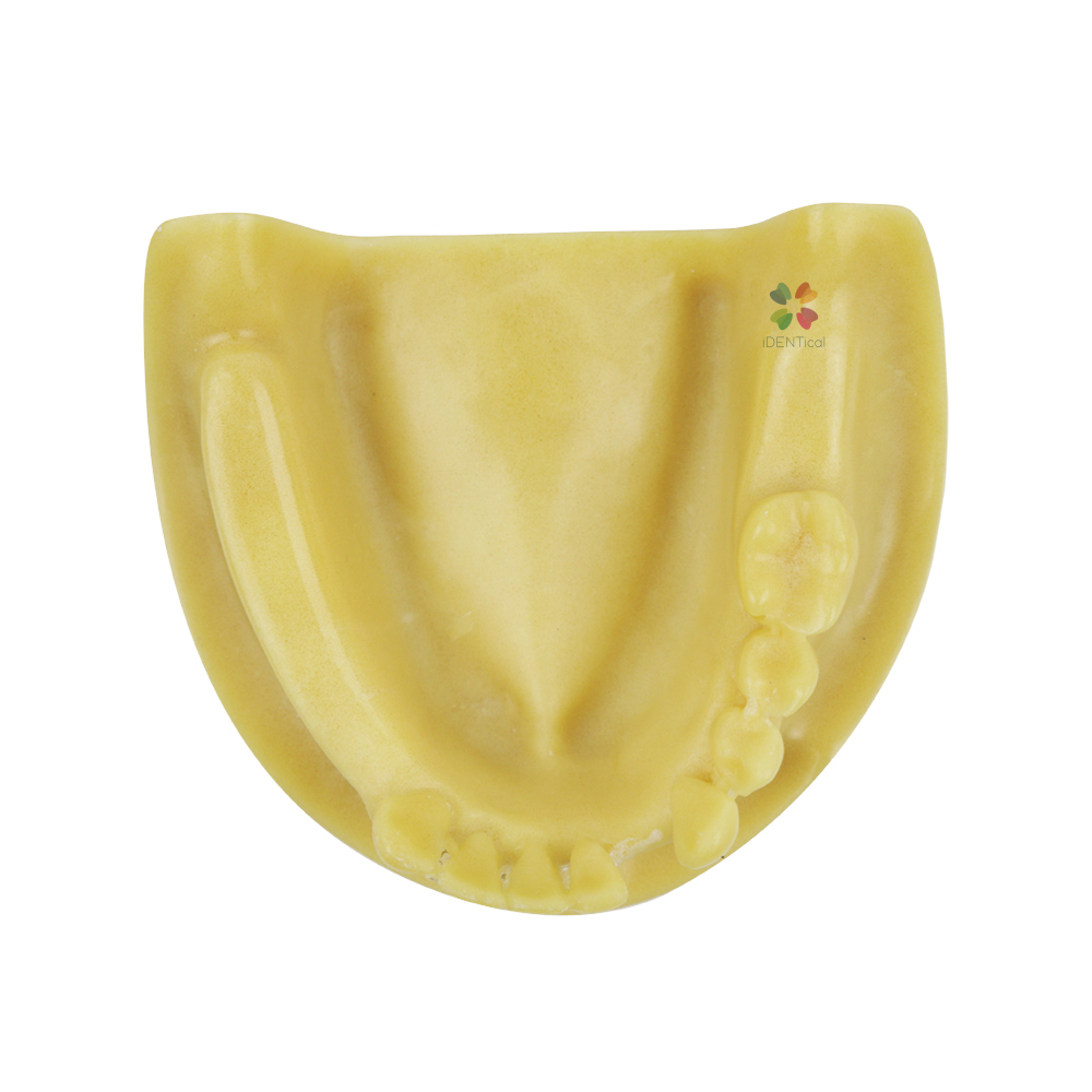  iDENTical Mandibular Implant Practicing Model M2028