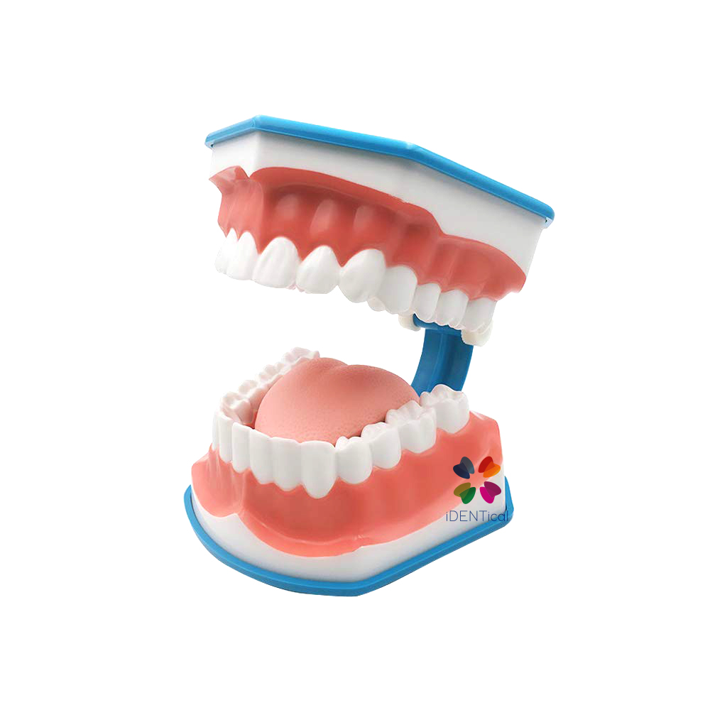 iDENTical Big Brushing Model With Tongue For Patient Education MD-101