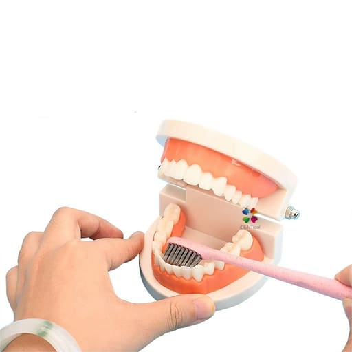 iDENTical Dental Model For Patient Education MD-105