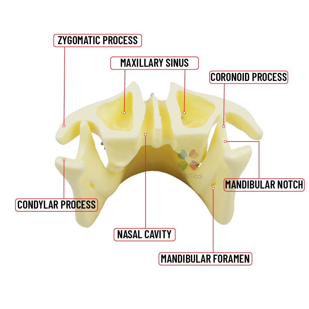 iDENTical Orthodontic Implant Model - M2016