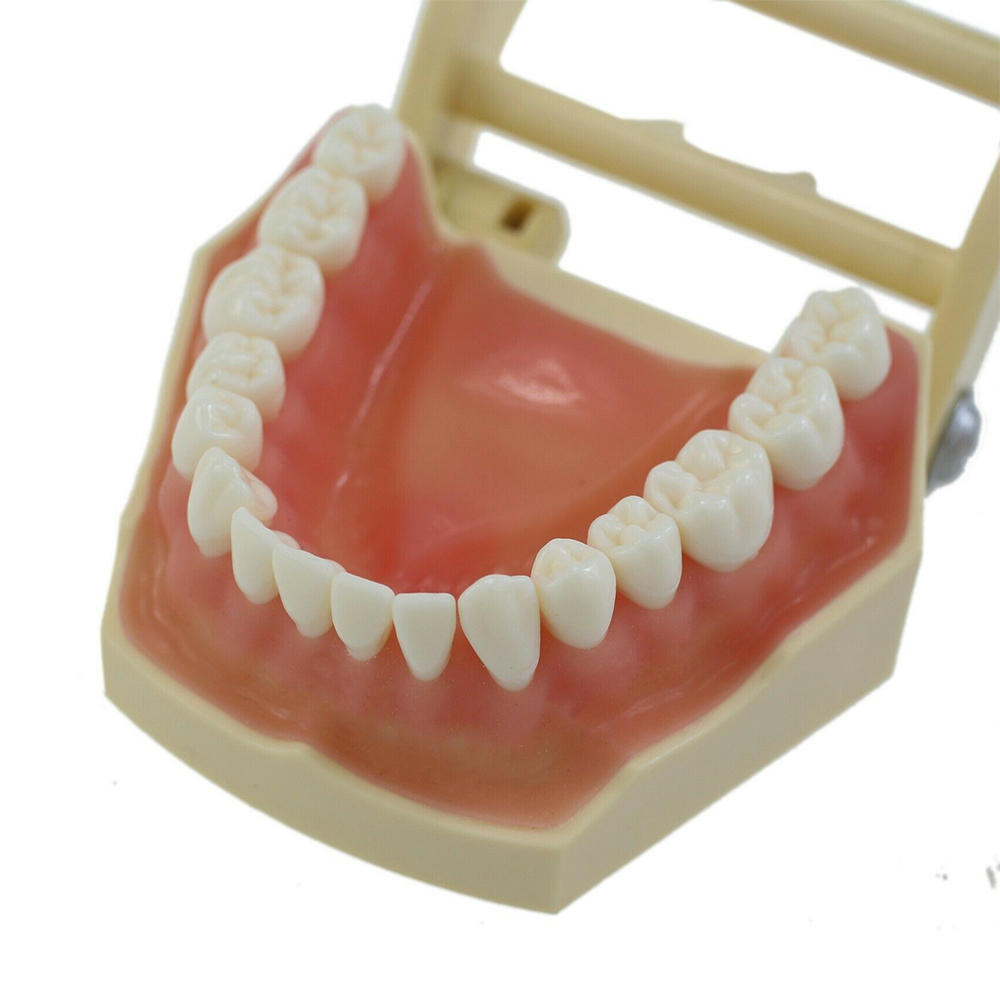 iDENTical Frasaco Type Typodont Jaw Set