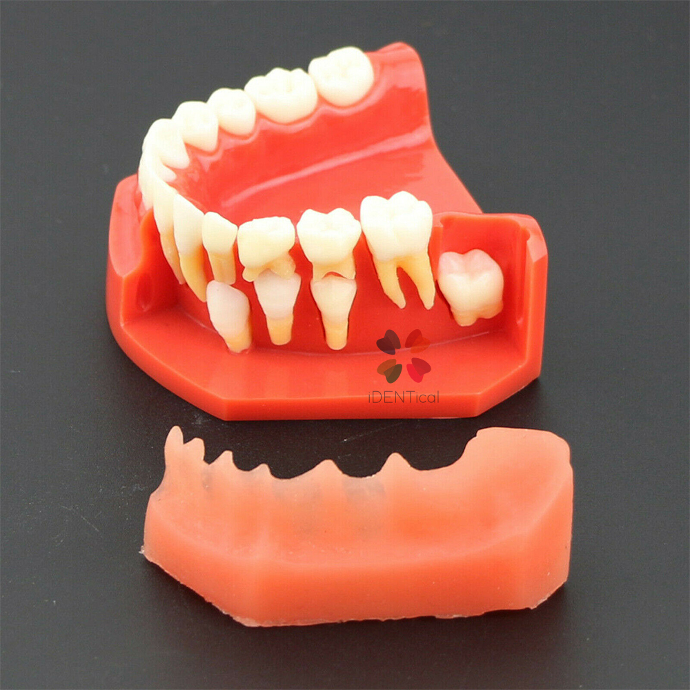 iDENTical Pediatric Development Model Age 9-12 M7013