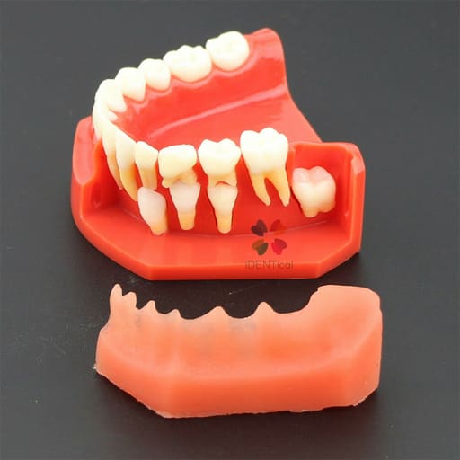 iDENTical Pediatric Development Model Age 9-12 M7013