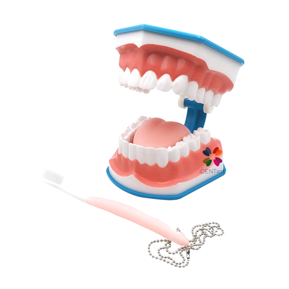 iDENTical Big Brushing Model With Tongue For Patient Education MD-101