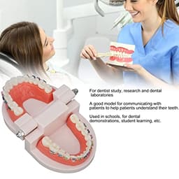 Patient Education Model With Orthodontic Brackets MD-119 - 6