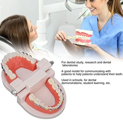 Patient Education Model With Orthodontic Brackets MD-119