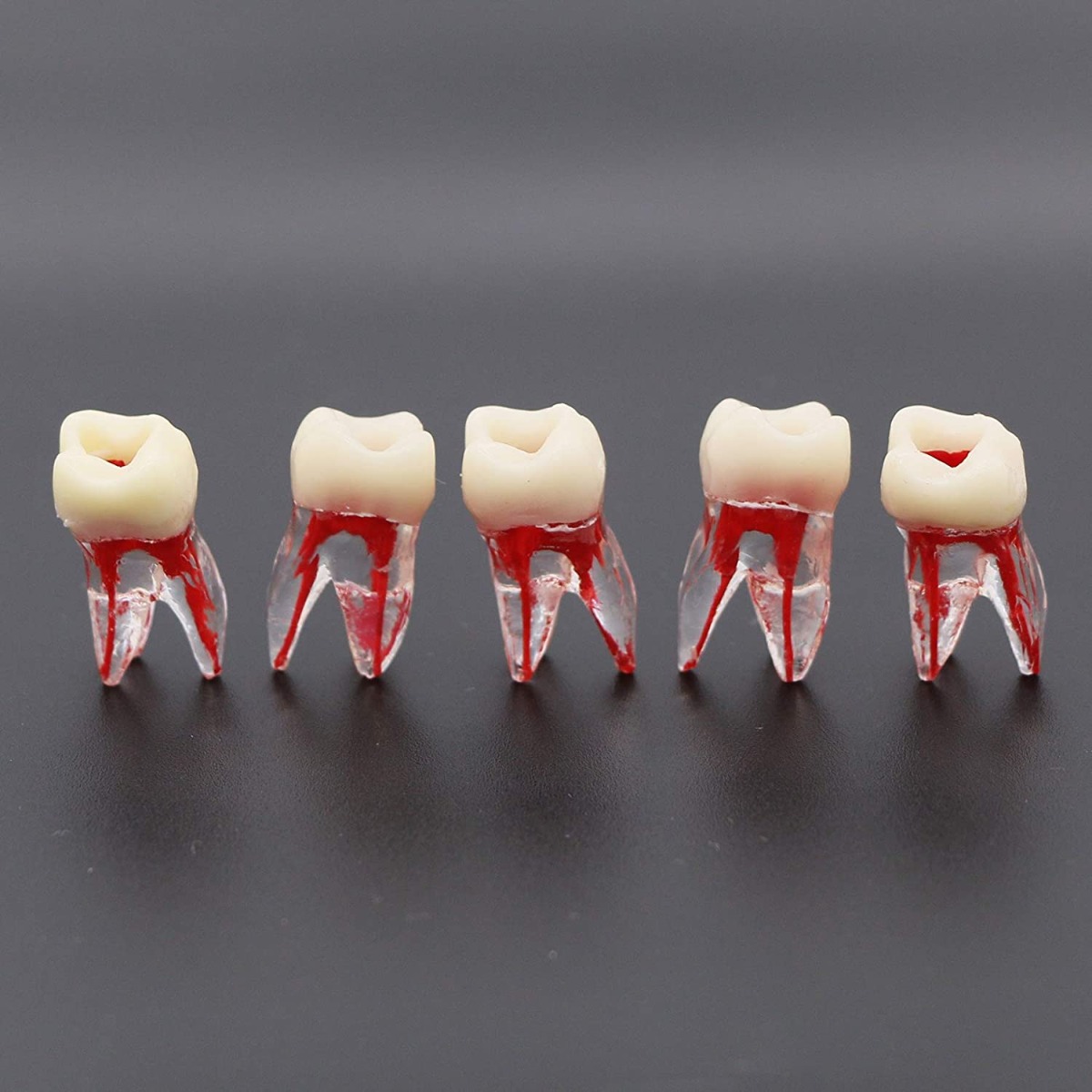 iDENTical Root Canal (RCT) Practice Tooth Model - M8008