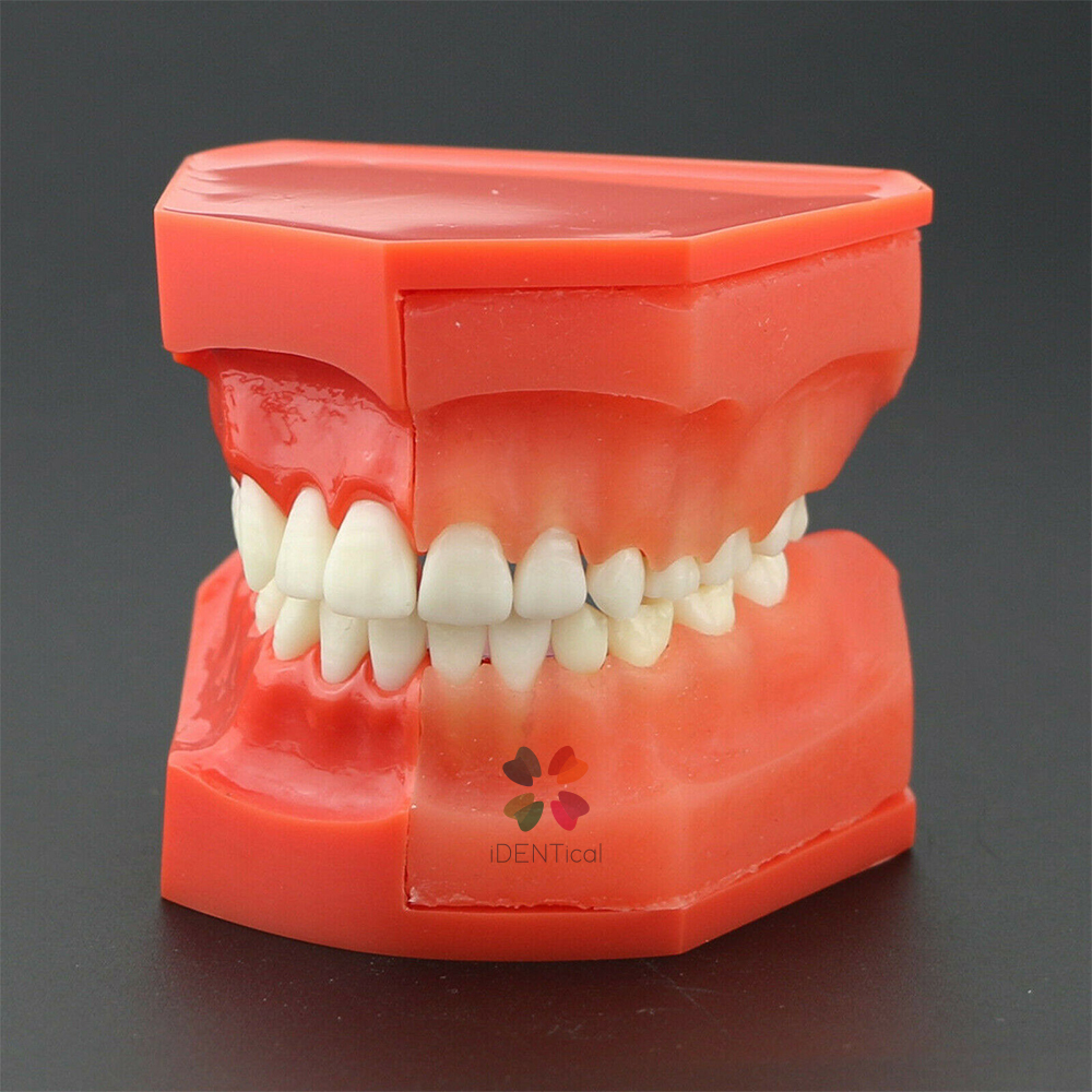 iDENTical Pediatric Development Model Age 9-12 M7013