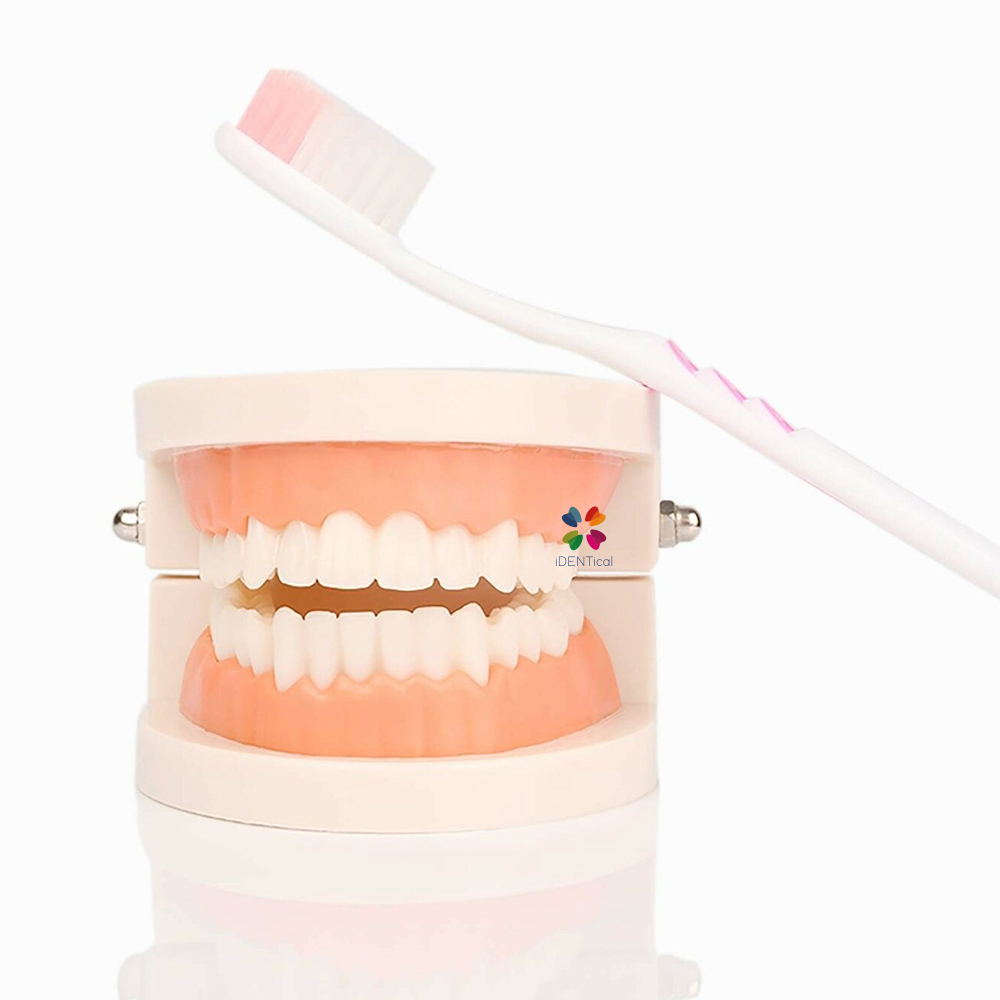 iDENTical Dental Model For Patient Education MD-105