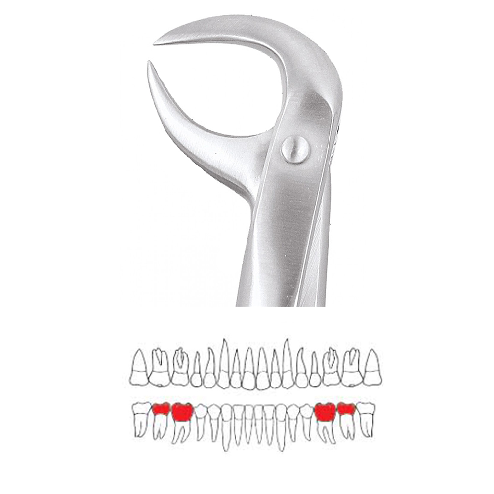 GDC Extraction Forceps Lower Molars - 86B Standard (FX86BS)